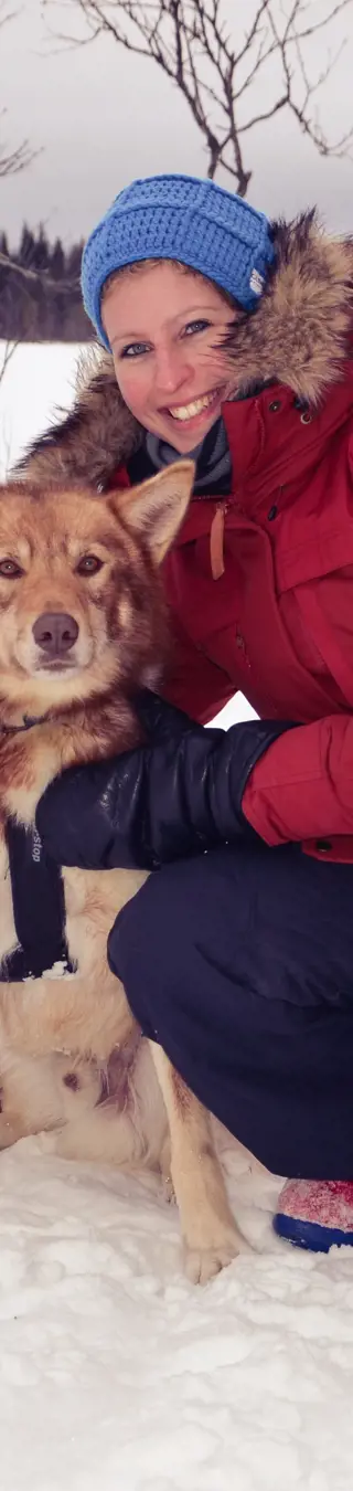 Huskey-Begegnung in Finnisch Lappland